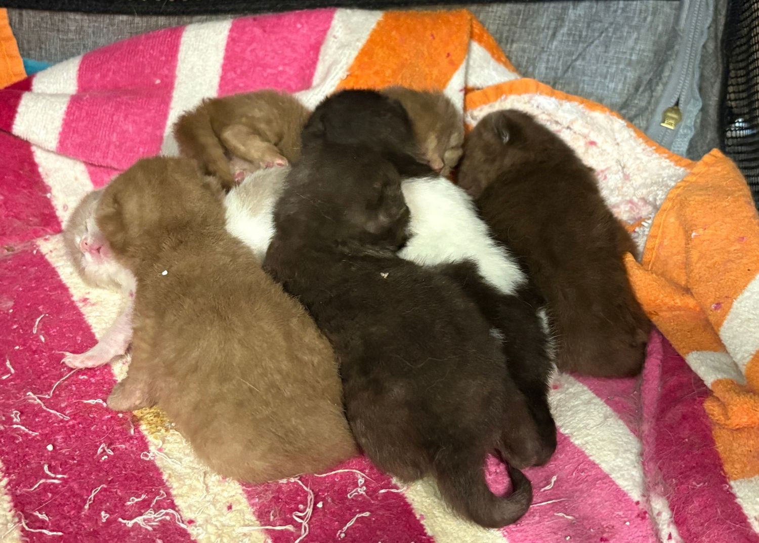 Five chocolate and white colored cats snuggle together while sleeping peacefully on a pink striped blanket.