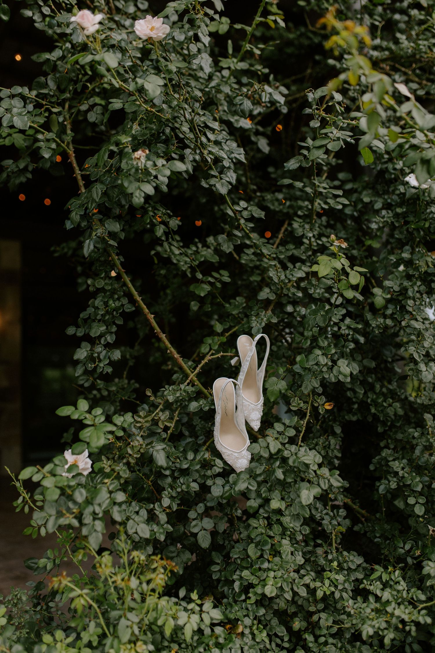 White bridal heels hanging artistically in green rose garden foliage.