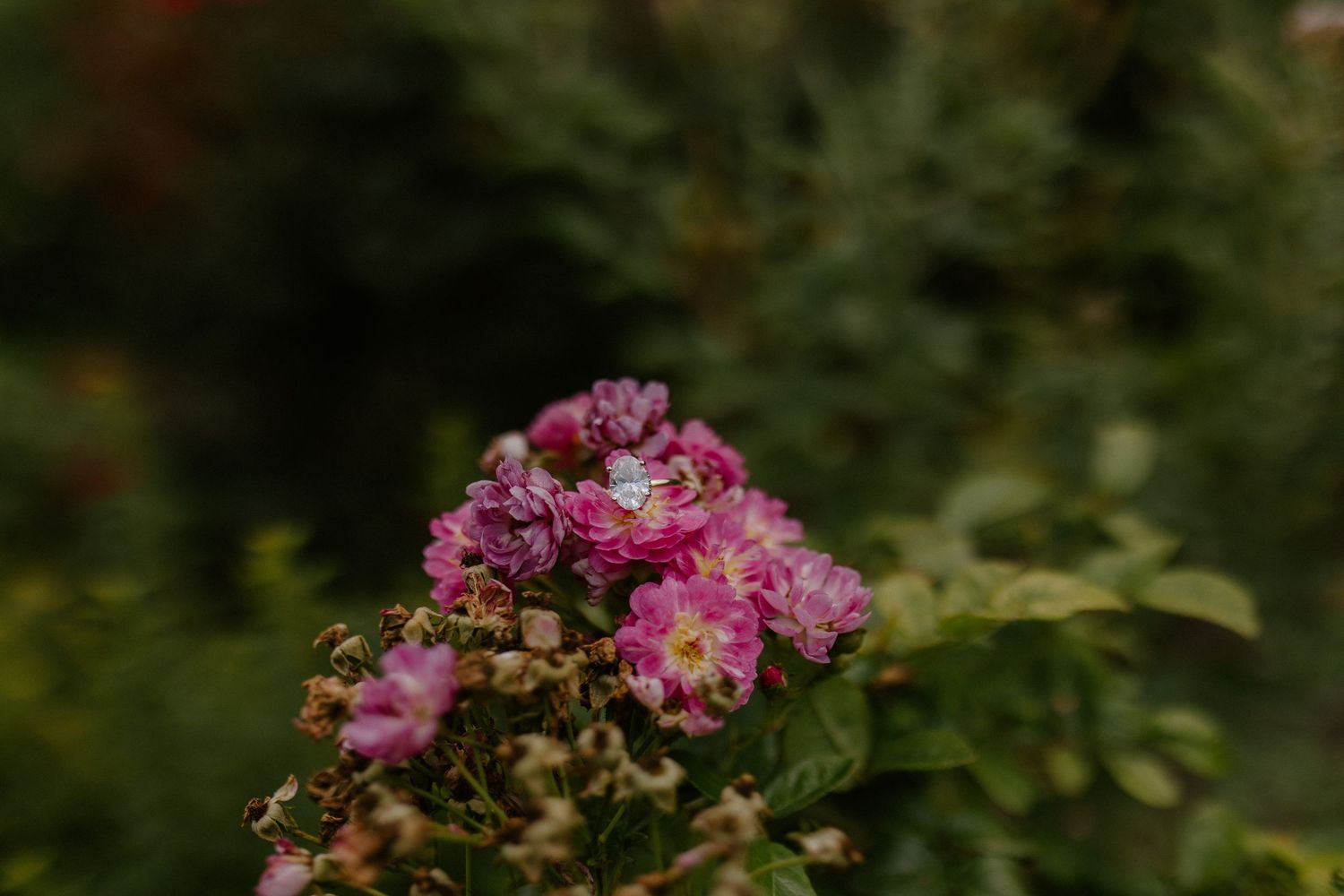 Close-up of vibrant pink crepe myrtle blooms against a soft focus natural background.
