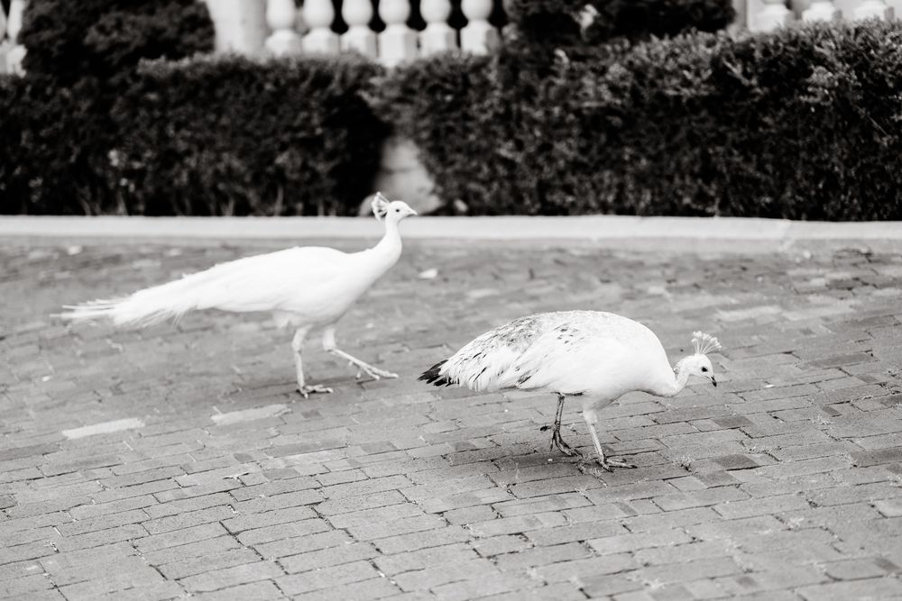A great egret bird walks along a brick path while hunting for prey in an outdoor setting.