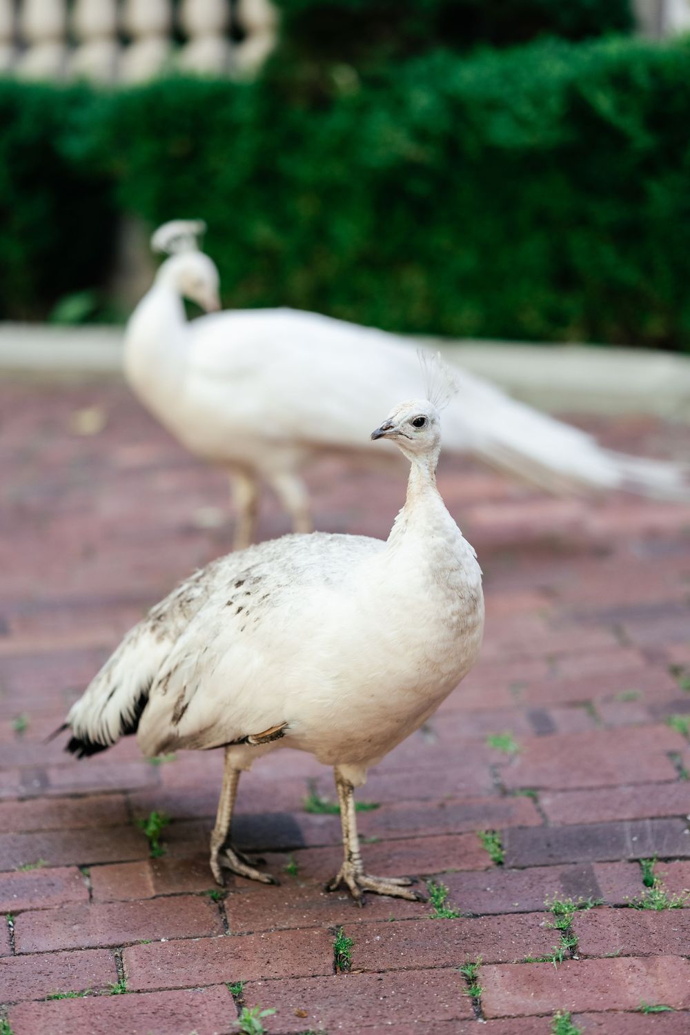 Two white peafowls standing on brick pavement with green foliage in the background.