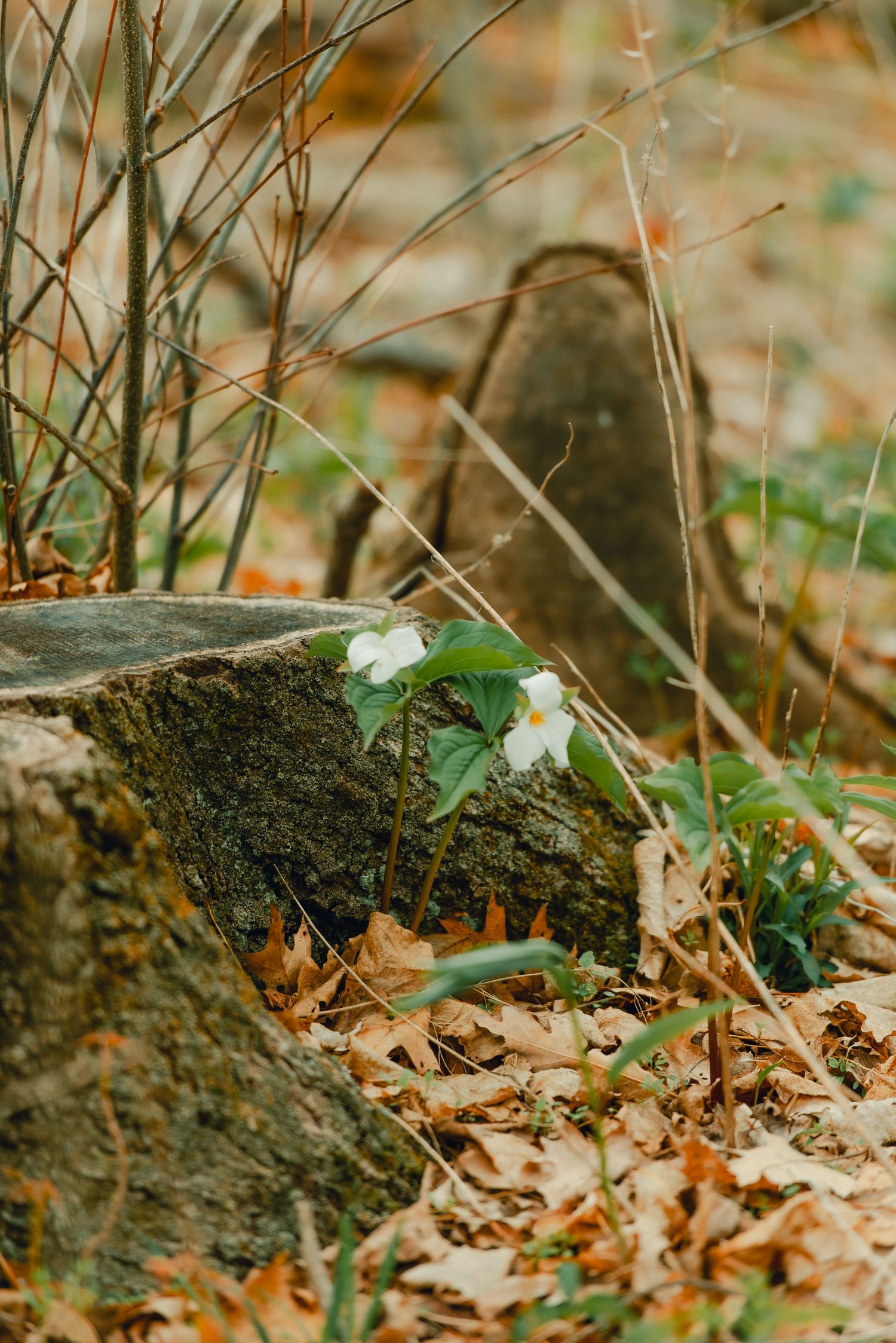 White trilliums