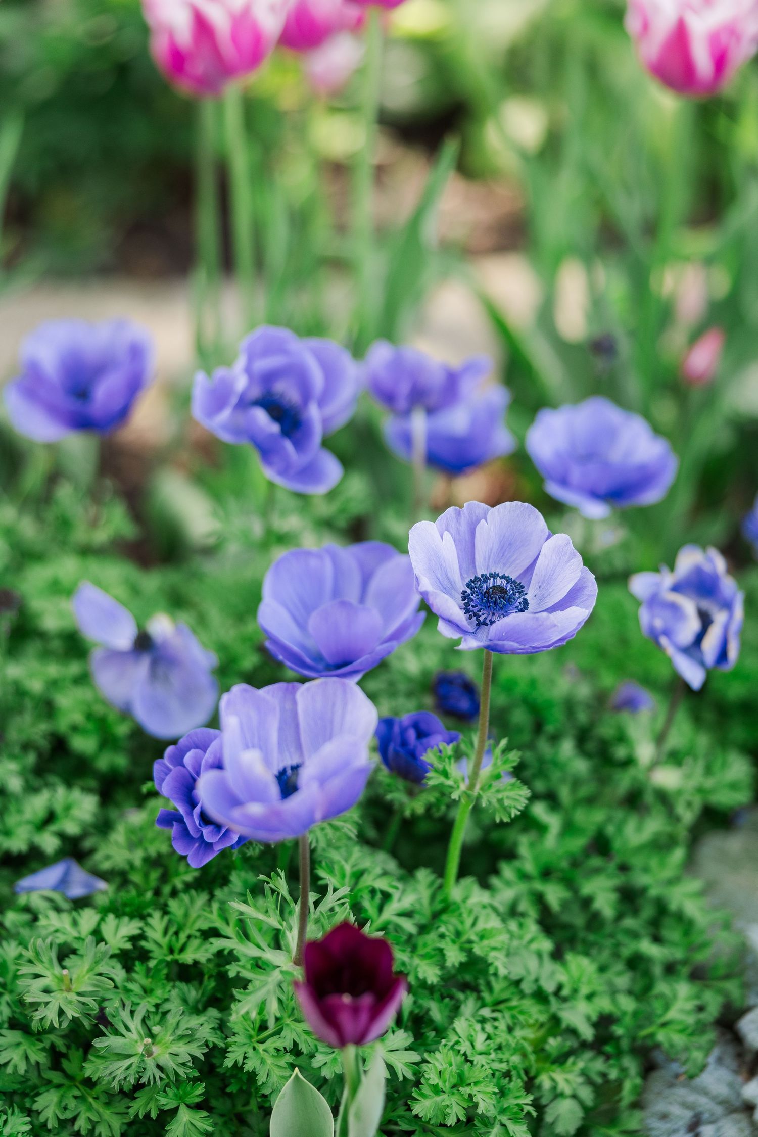 Beautiful purple anemone flowers bloom among lush green foliage with pink tulips visible in the background at Chicago Botanic Garden