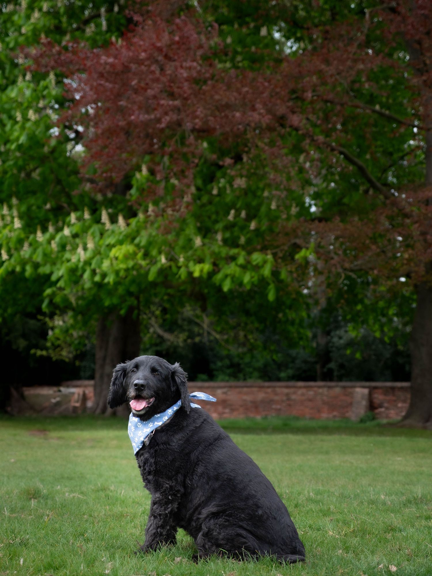 black dog cockapoo in wollaton hall