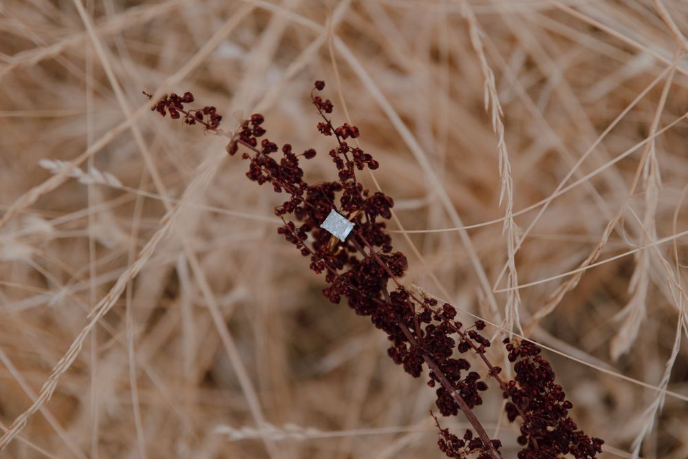 Diamond engagement ring displayed on dark red flowers against soft beige grasses in a dreamy nature setting.