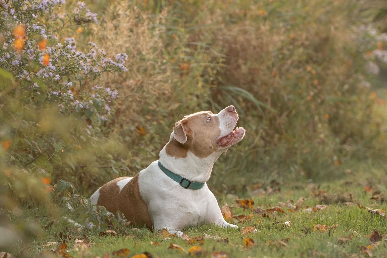 Brown and white pitbull wearing green collar poses attentively in garden with blurred natural background.