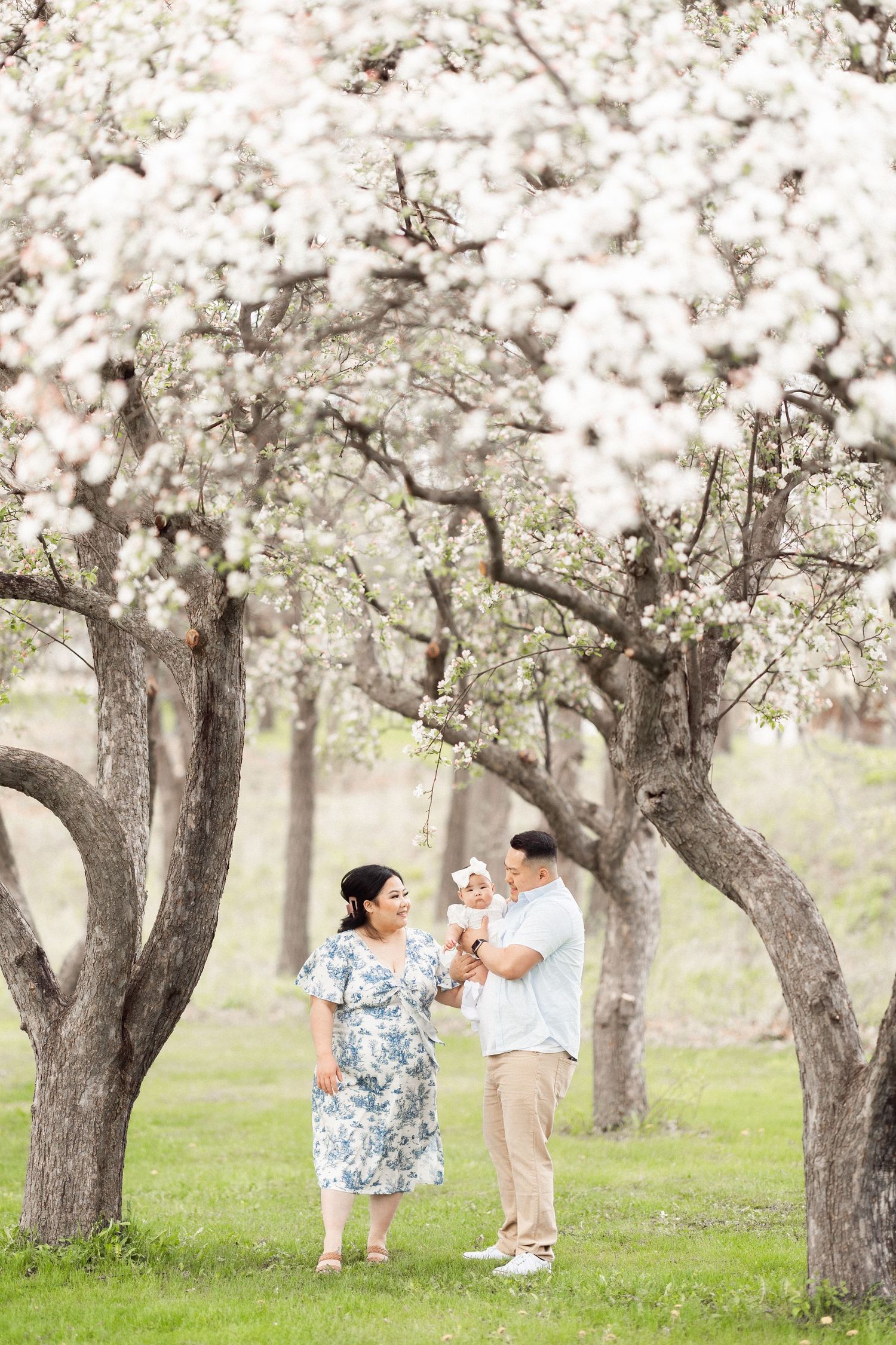 A couple stands under blooming white cherry blossom trees in a spring orchard on a sunny day.