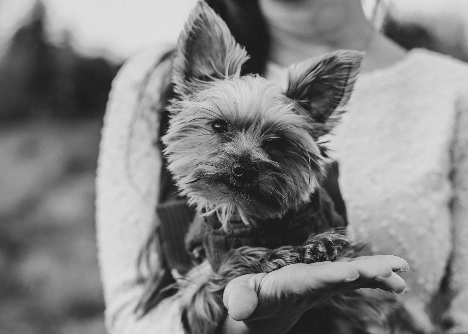 Professional photo of a yorkie
