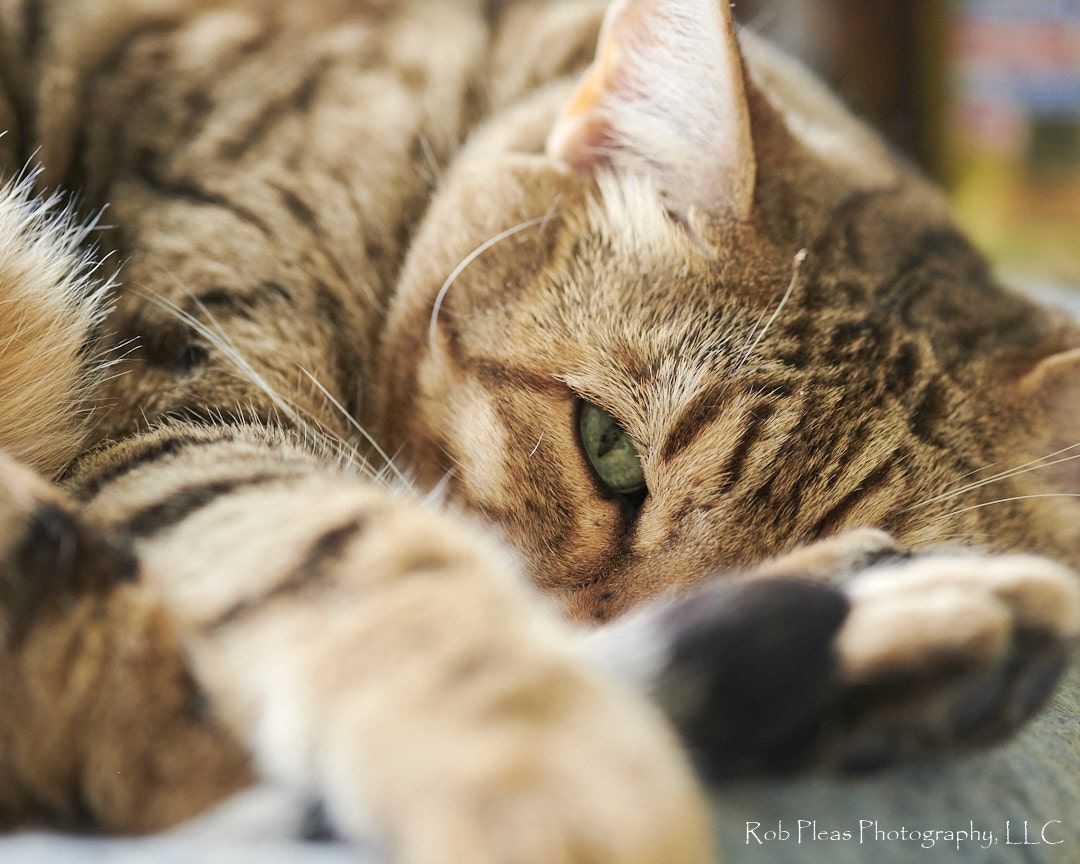 Bengal cat curled up on top of dryer.