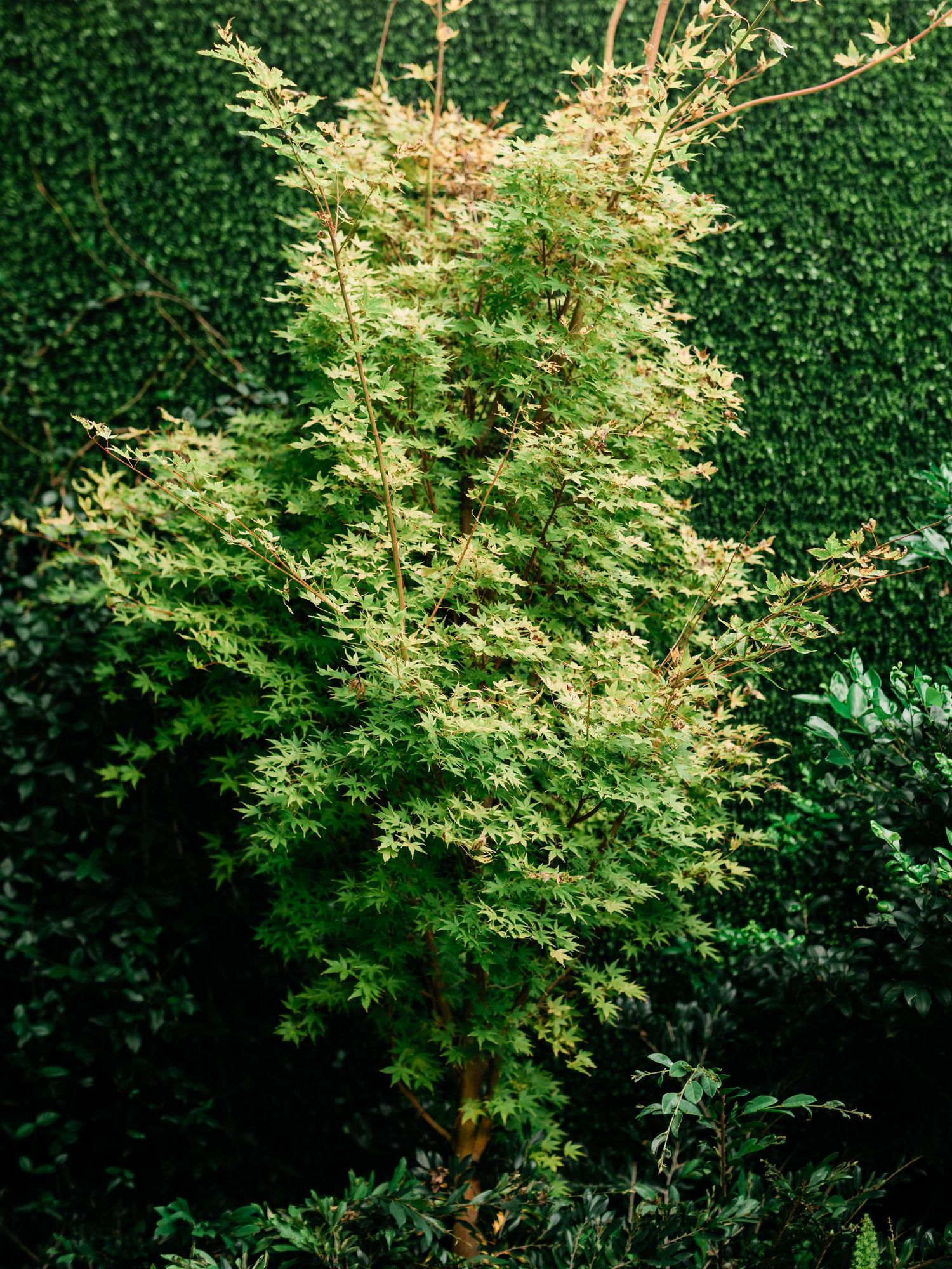 A delicate Japanese maple tree with light green foliage stands against a dark green hedge background.
