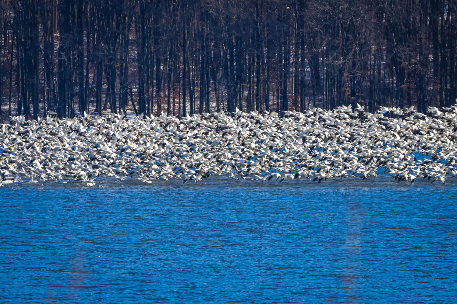 Large flock of snow geese taking flight over bright blue water with dark winter forest in background.