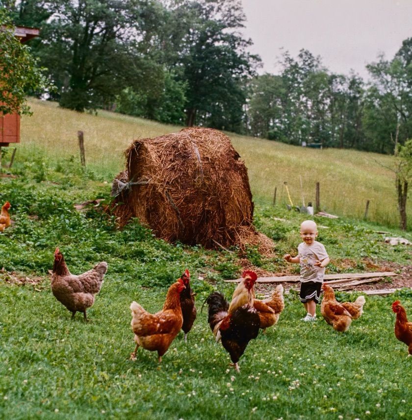 2 Year old chases chickens in western PA 35mm Film Photography.