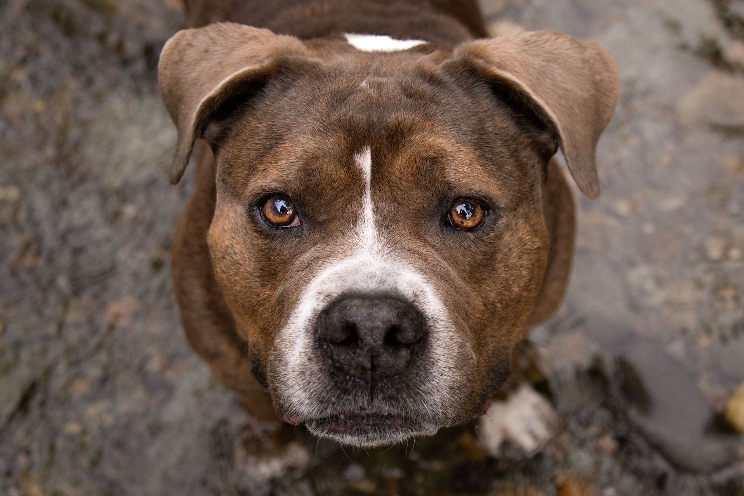 A brown and white pit bull terrier with expressive eyes gazes directly at the camera from above.