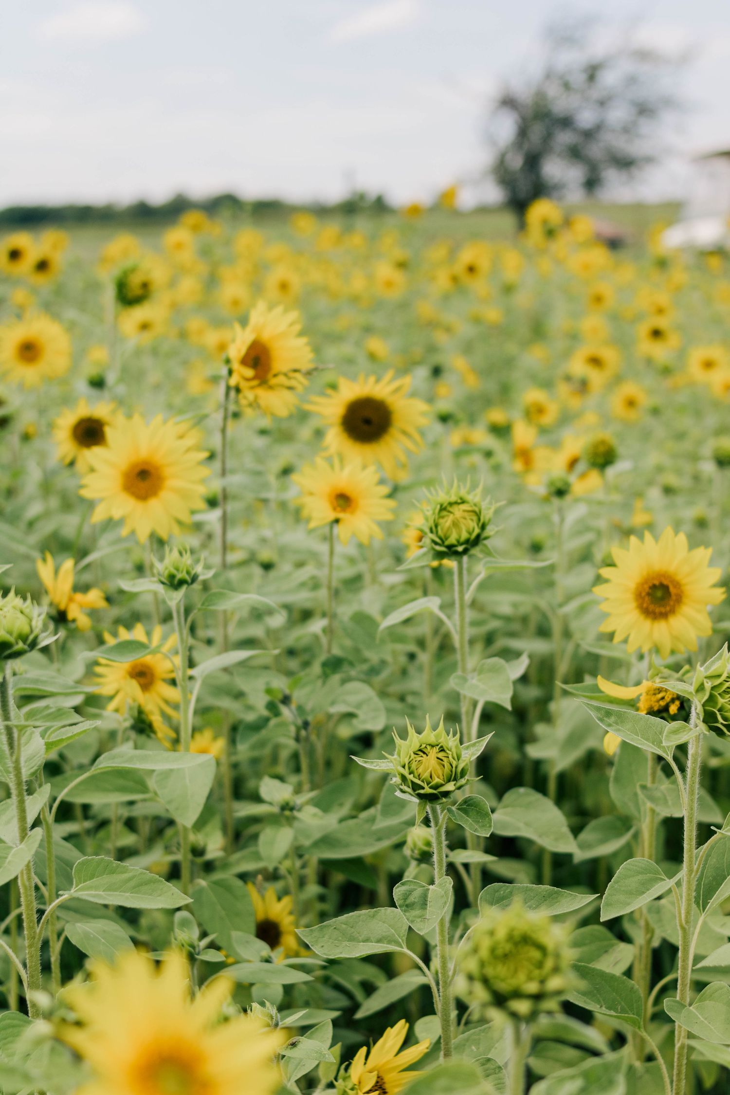 L'Anse Michigan Wedding Photographer Linden Creek Farm Upper Peninsula Wedding Photographer