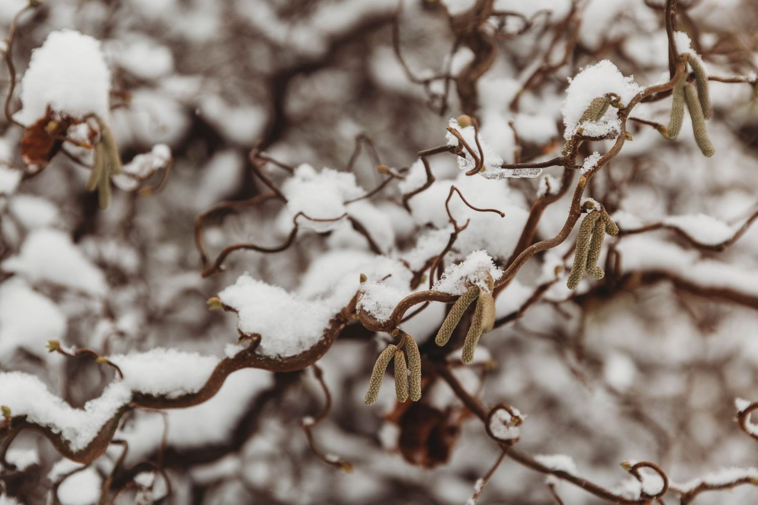 garden plant in snow