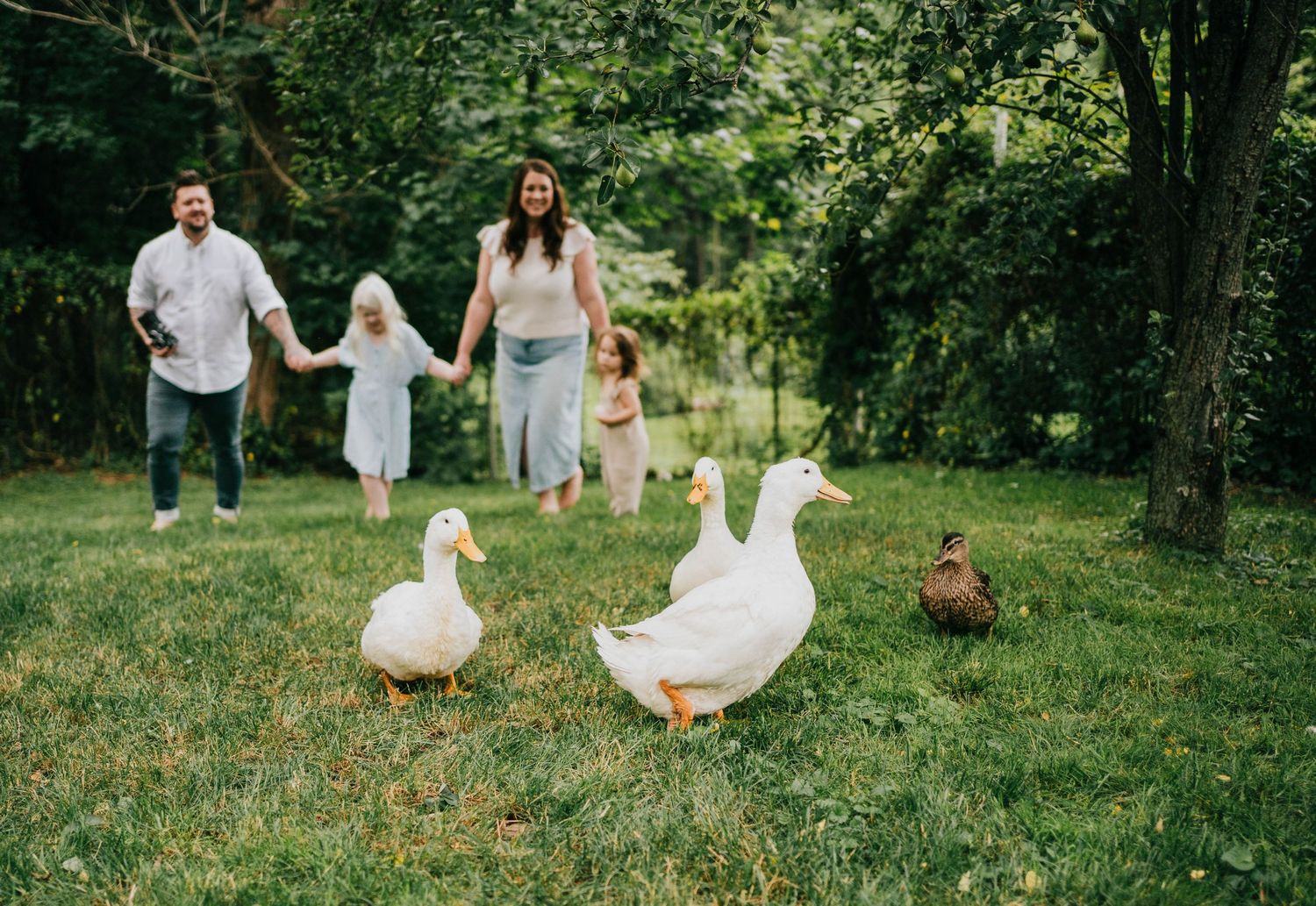 Geese and ducks wander through a lush green garden setting on a sunny day.