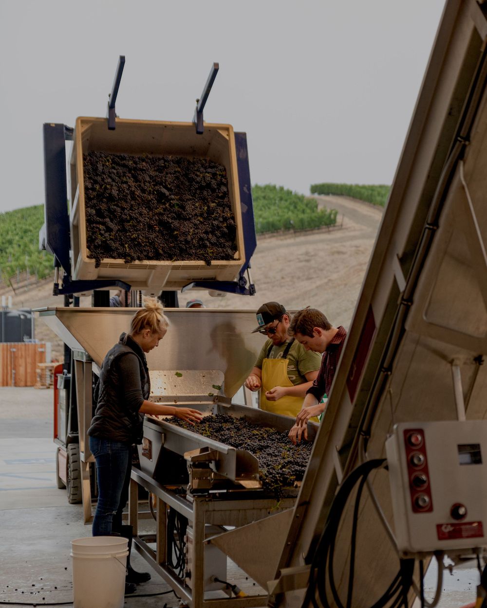 Cellar workers sorting wine grapes during harvest at Peake Ranch in Santa Barbara Wine Country