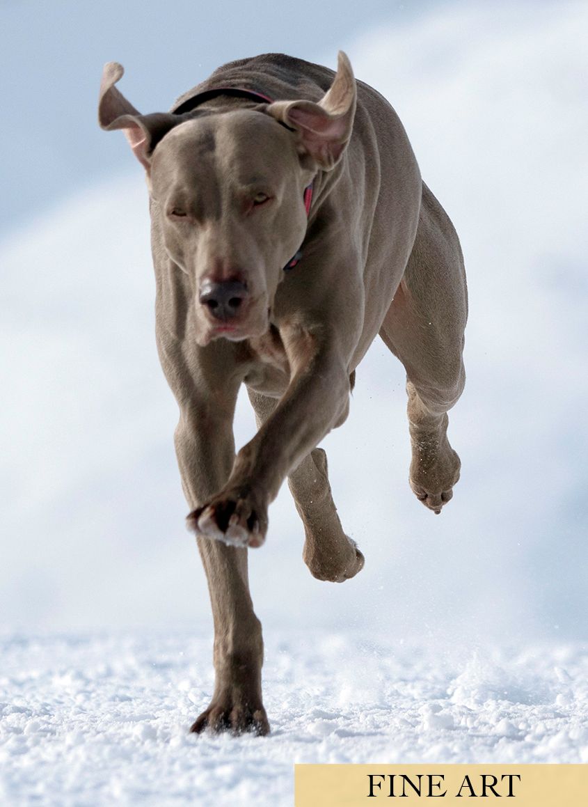 Silver Weinerammer Dog Running in Snow by Zurich Photographer Leslie Argote