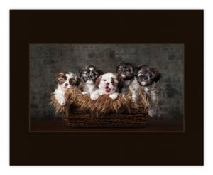 Fur Lined 2015 PPA Merit Image Jenny Froh Photography