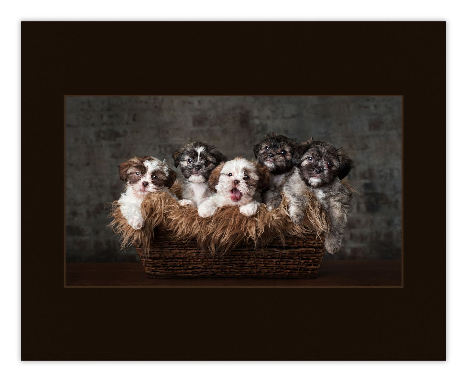 Fur Lined 2015 PPA Merit Image Jenny Froh Photography