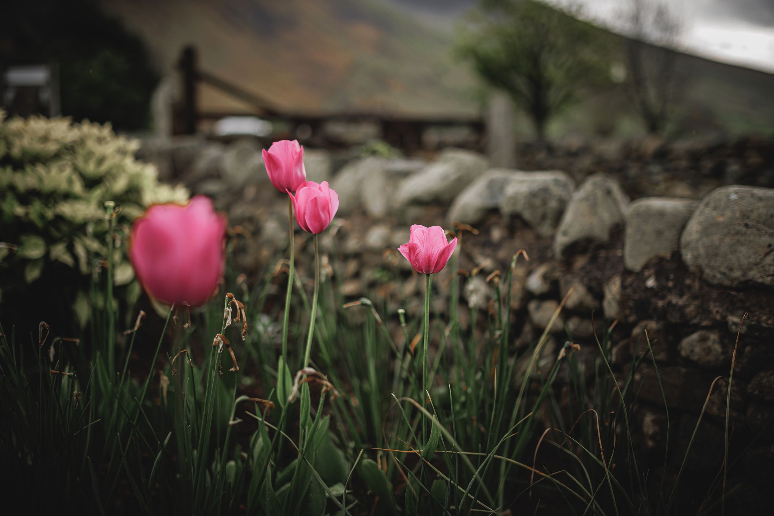 Tulips in the garden at the Wasdale Head Inn