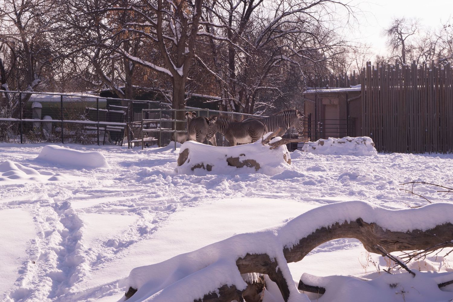 A snowy winter scene showing tracks and mounds in deep white snow.