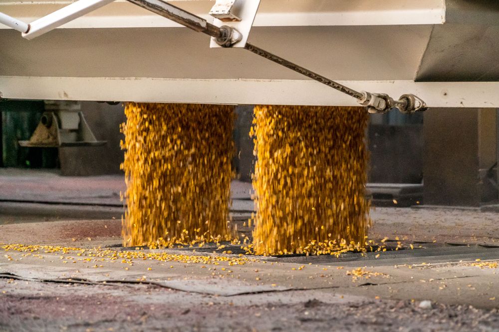 Golden corn kernels flowing through industrial grain processing equipment.
