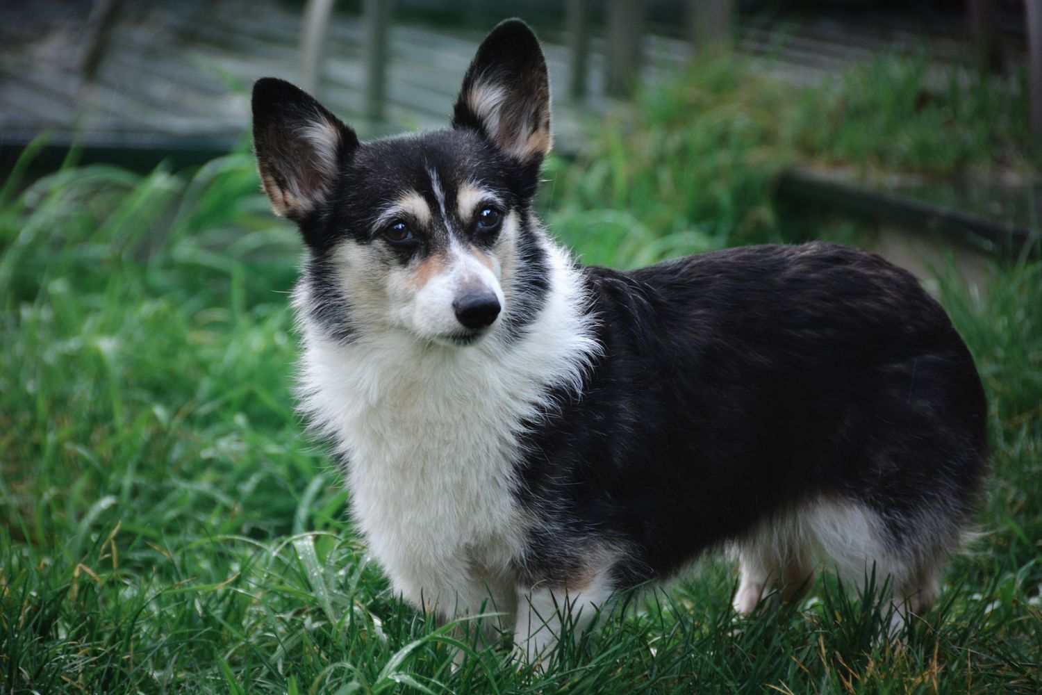 Marie Wulfram Artistry - Seattle Pet Photographer - Washington Pet Photographer - Rainbow Bridge Session