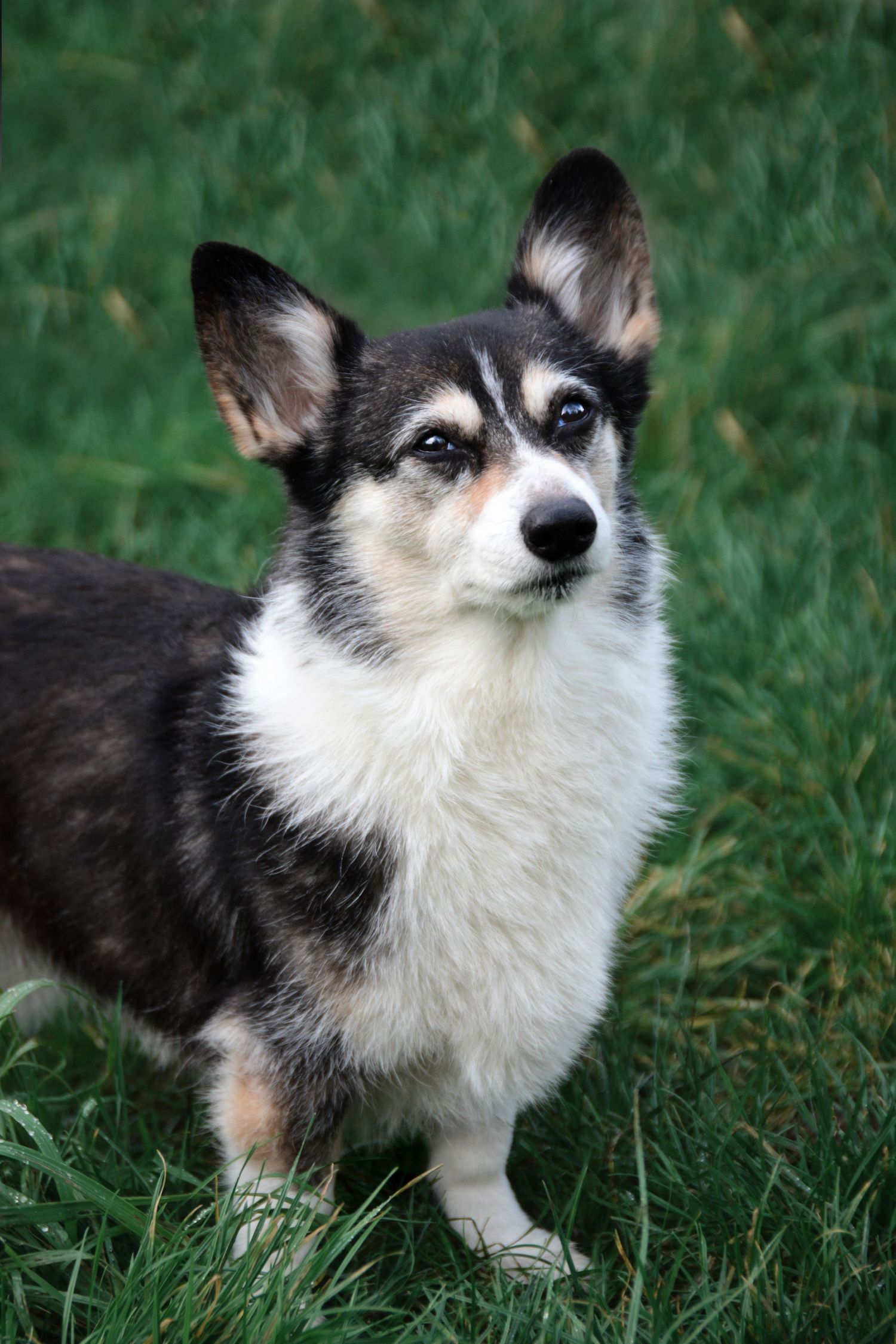 Marie Wulfram Artistry - Seattle Pet Photographer - Washington Pet Photographer - Rainbow Bridge Session