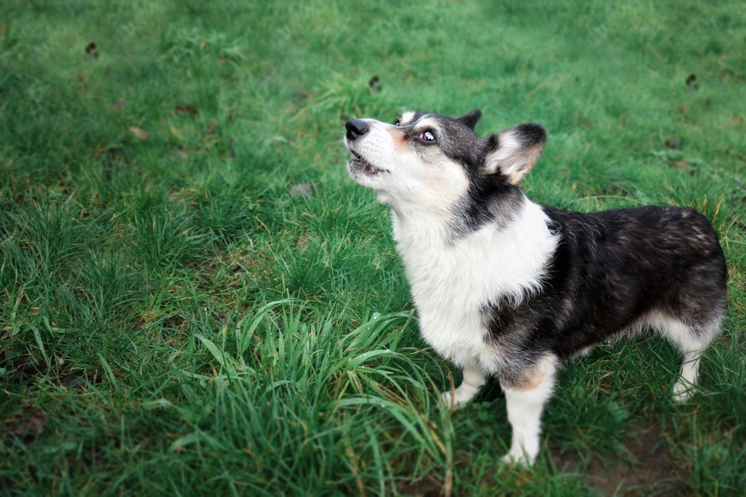 Marie Wulfram Artistry - Seattle Pet Photographer - Washington Pet Photographer - Rainbow Bridge Session