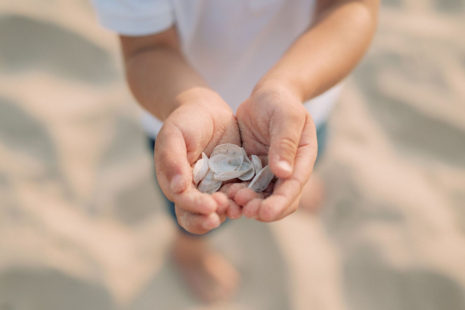 Close up view of small hands holding seashells on sandy beach.