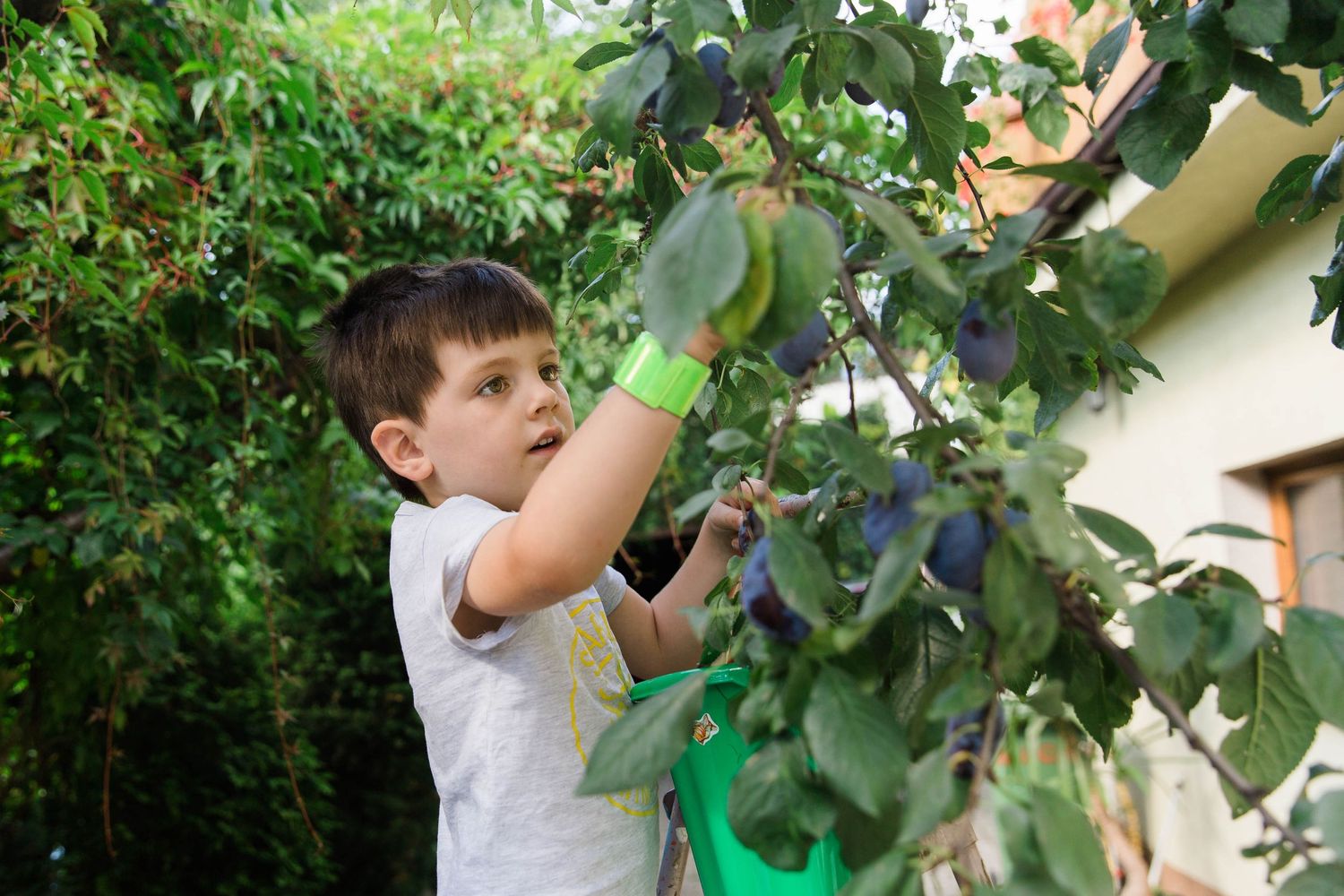 boy picking plums from plum tree