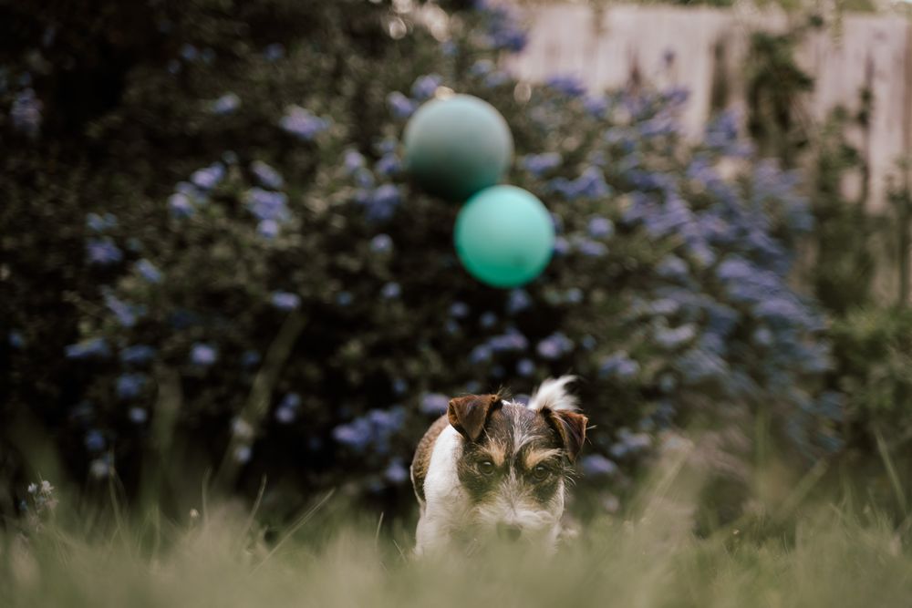 Dog portraits - dog photographer Hampshire - dog birthday party photography