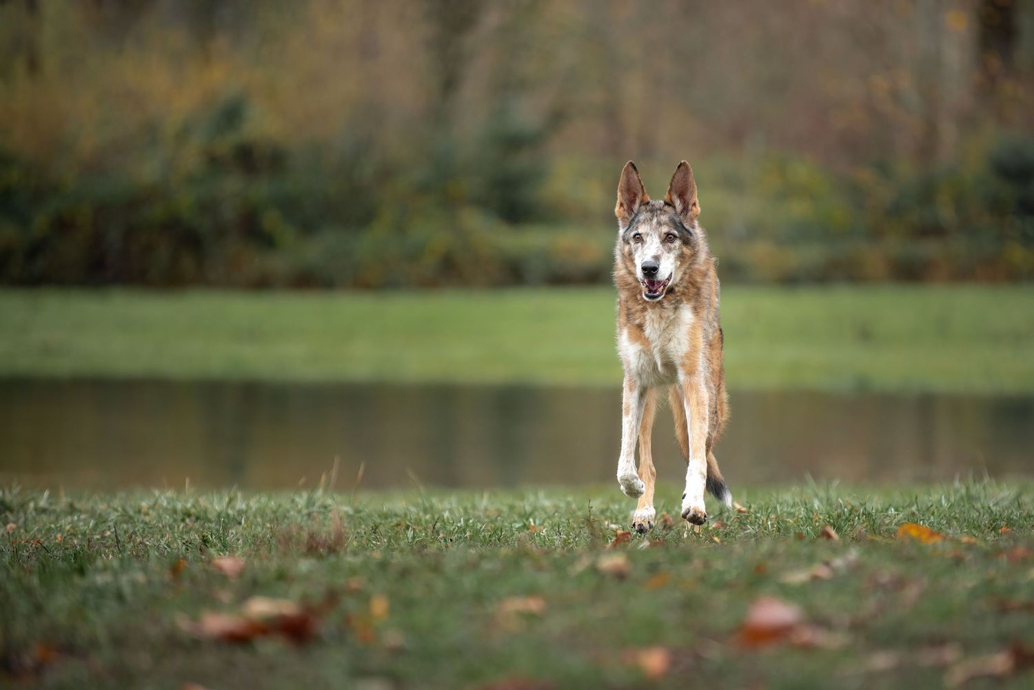 Senior dog with cancer enjoying their celebration of life photo session in Tacoma
