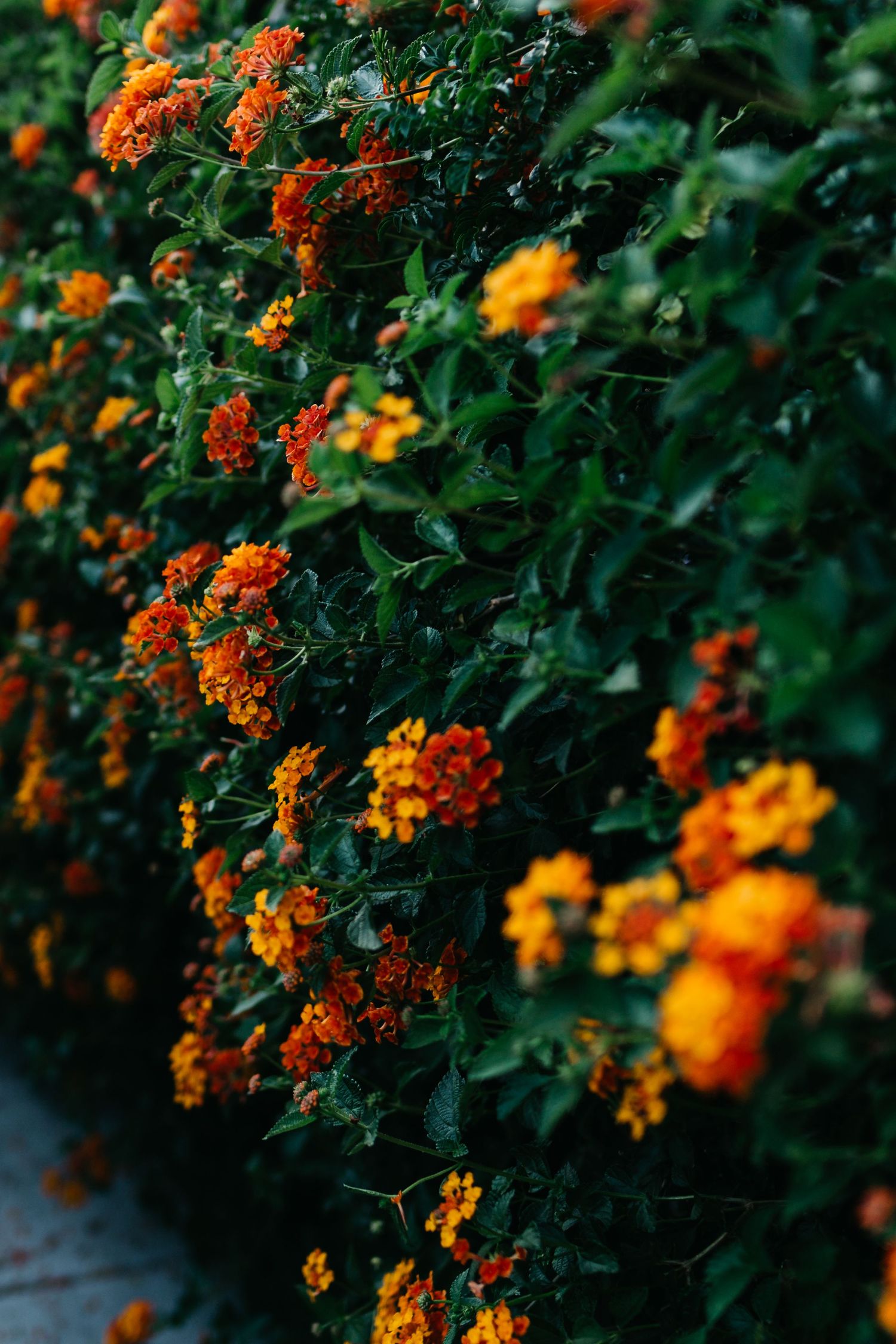 flowers in walkway saguaro palm springs hotel