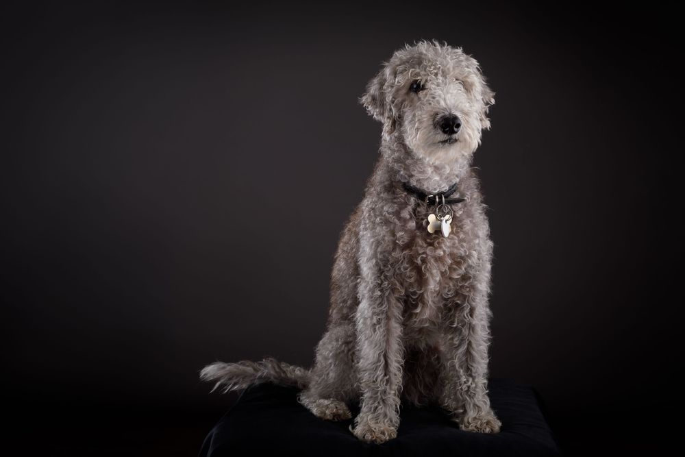dog photography berkshire terrier