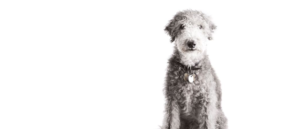 dog photography berkshire terrier white background