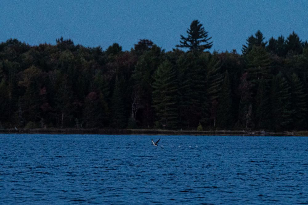 Loon running across water