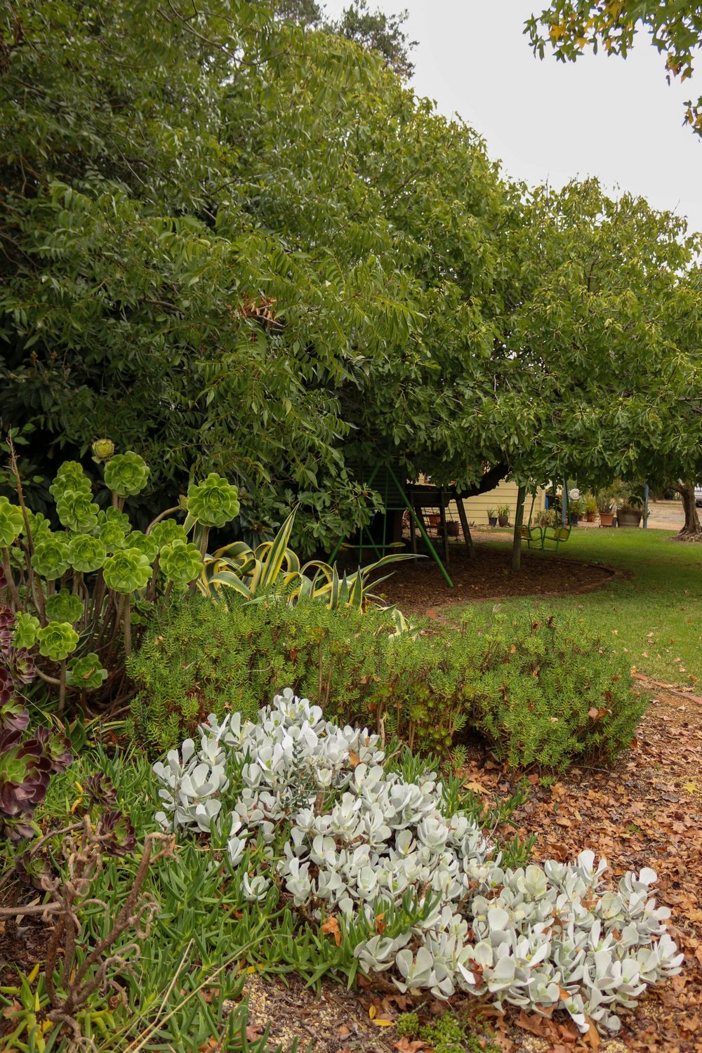 Garden landscape with white flowering plants and lush green foliage.