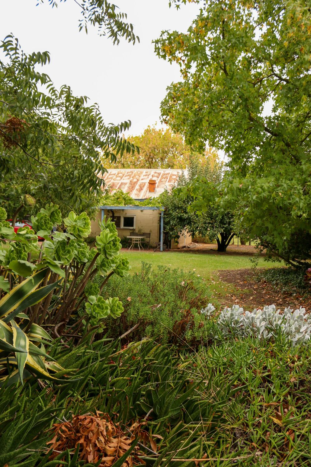 Garden view through trees towards house with rustic landscaping.