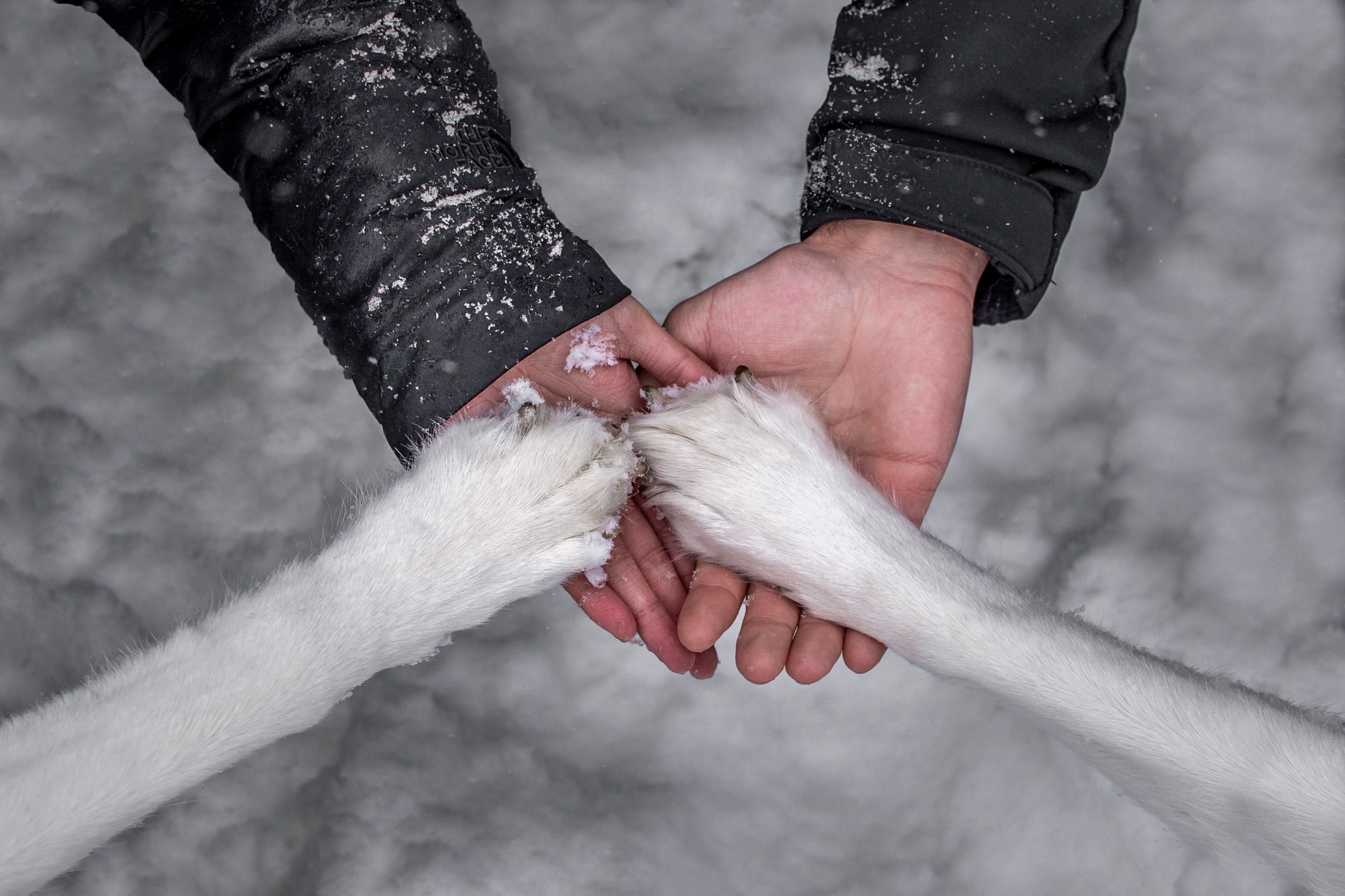 Holding hands and paws together