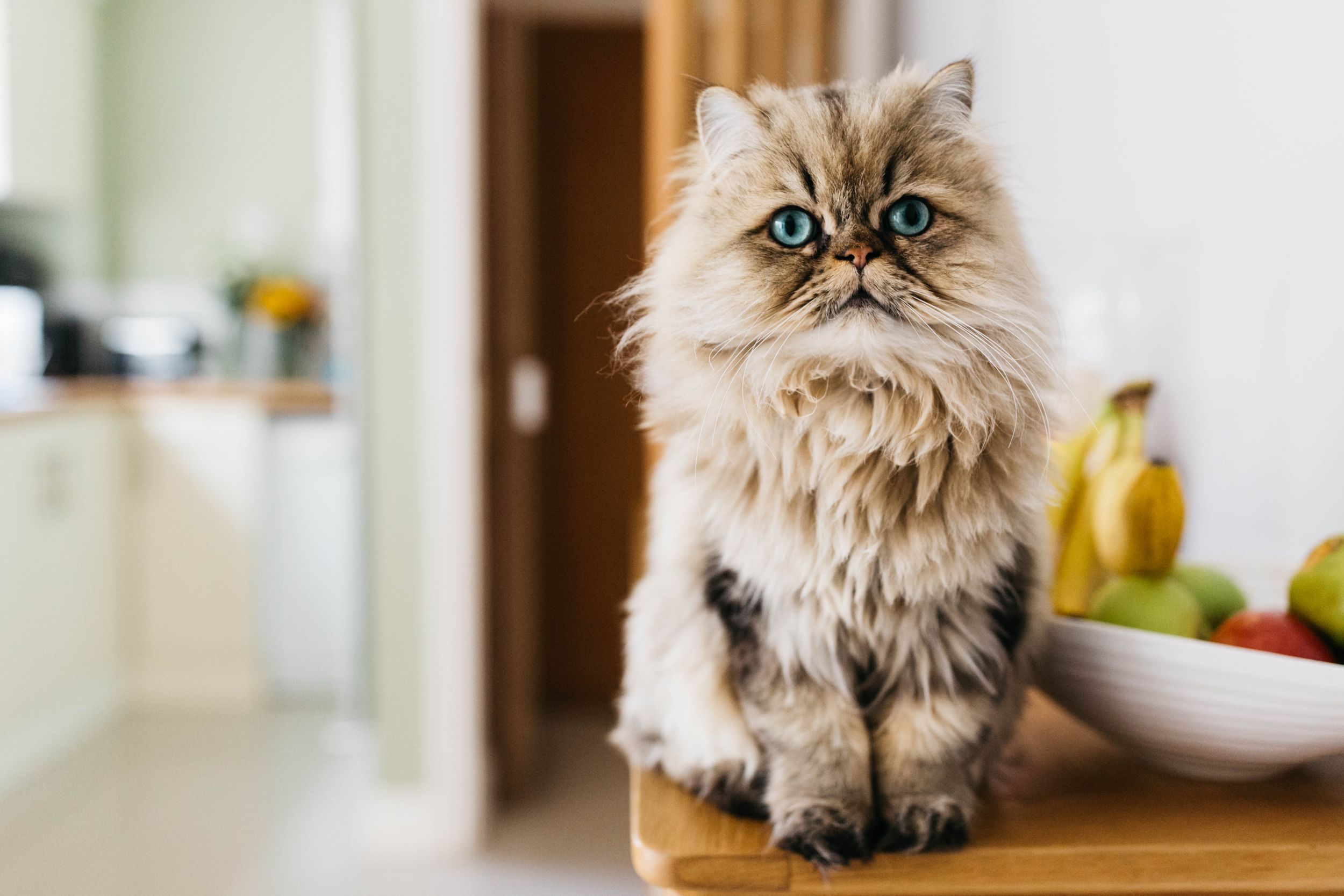 british longhaired cat loughton