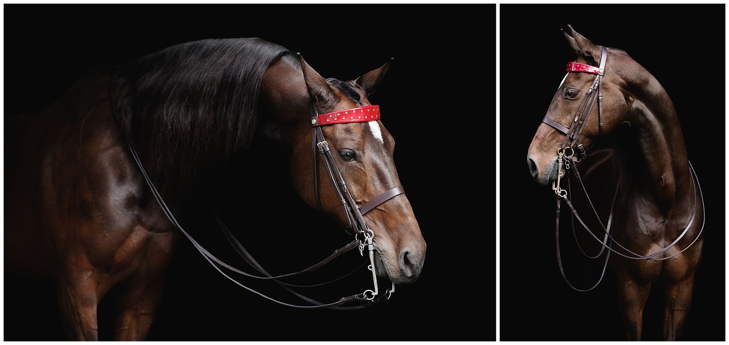 Equine Fine Art studio black background Saddlebred mare rescue horse
