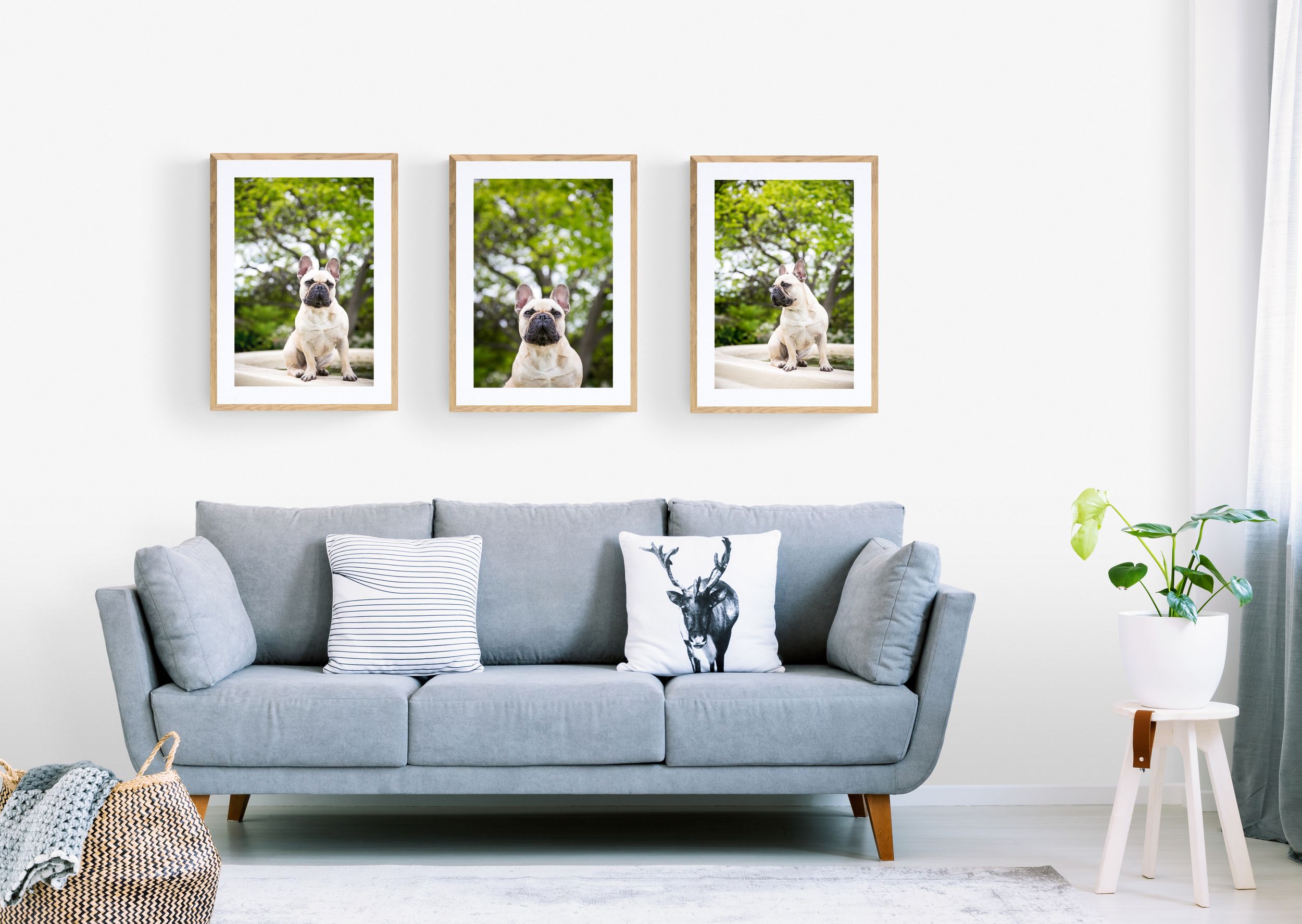 Adelaide Pet Portraits