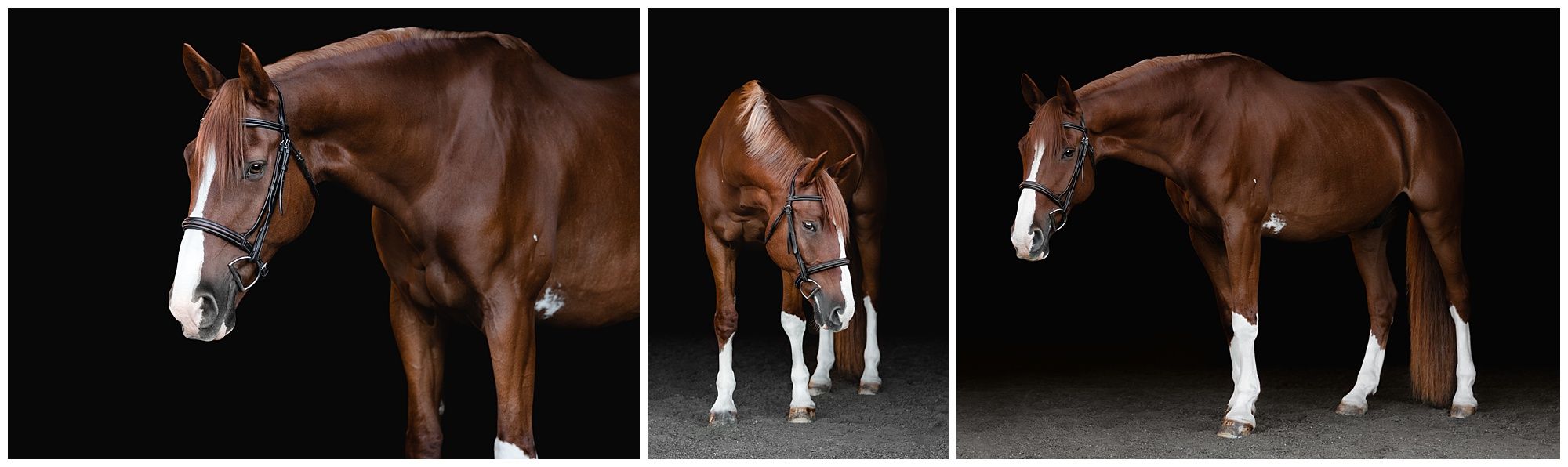 equine black background chestnut with chrome