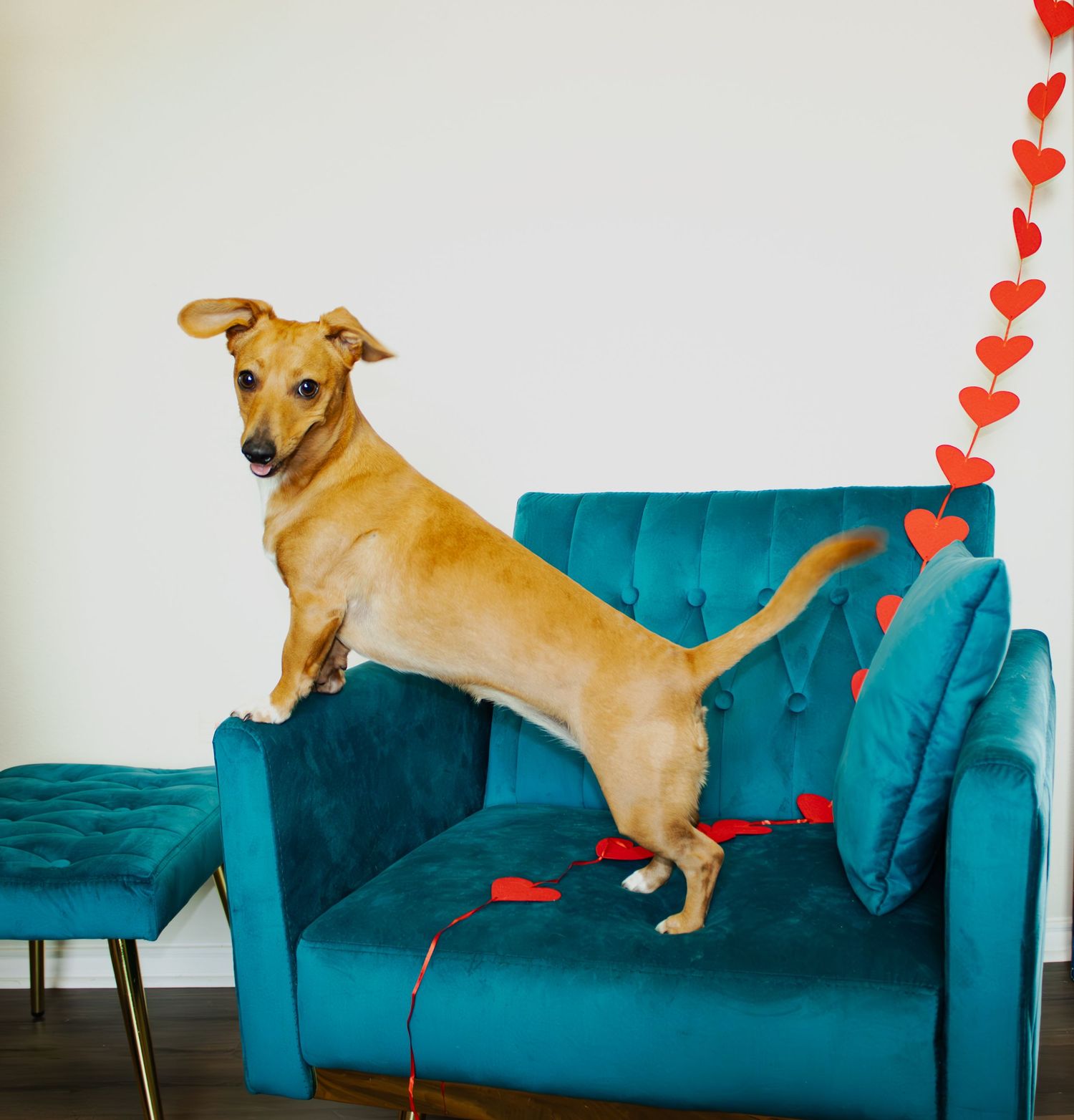 Playful golden dog strikes a pose on a teal velvet couch with floating red paper hearts.