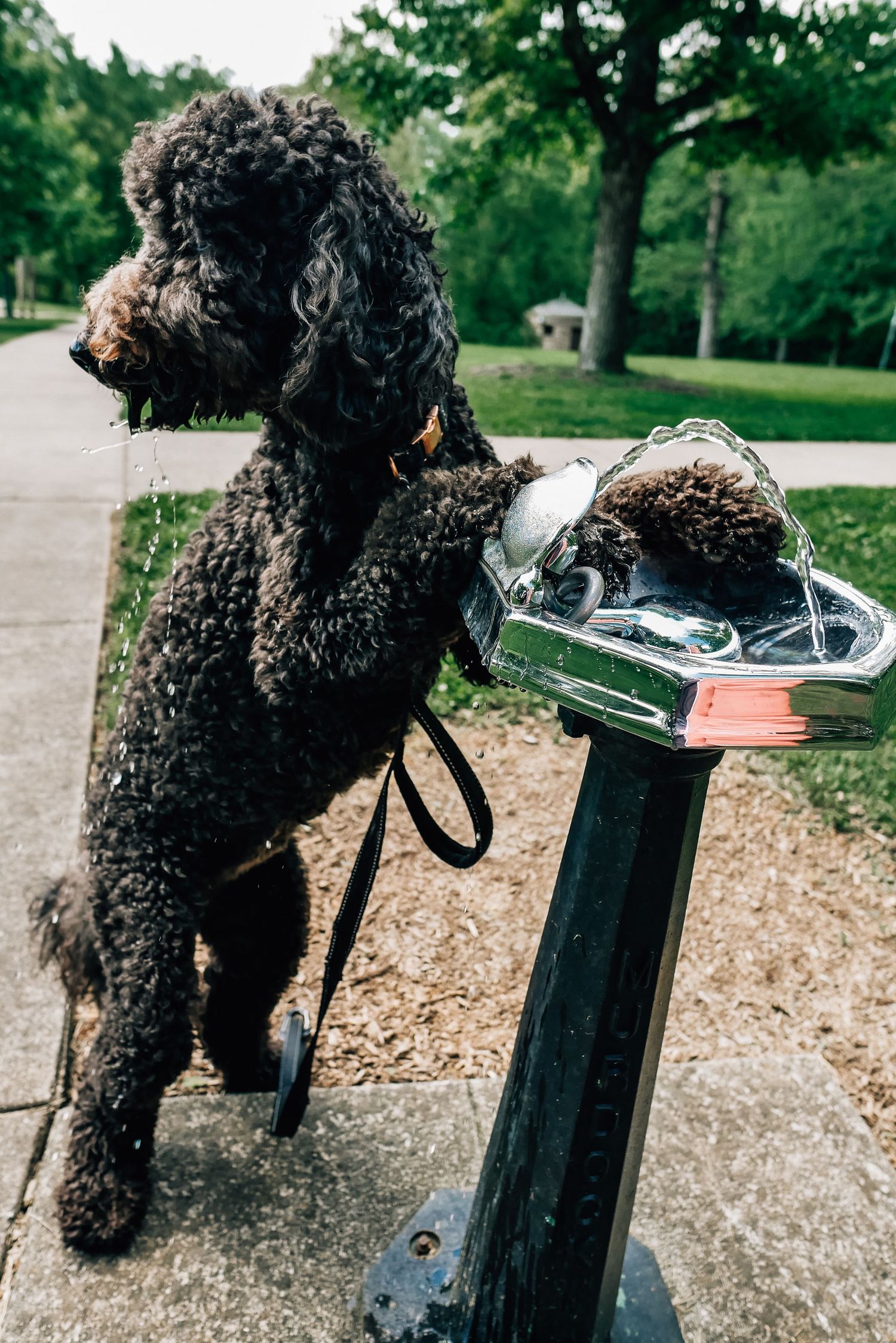 poodle labradoodle water fountain Pet photography Cincinnati Puppy photos Dayton Ohio