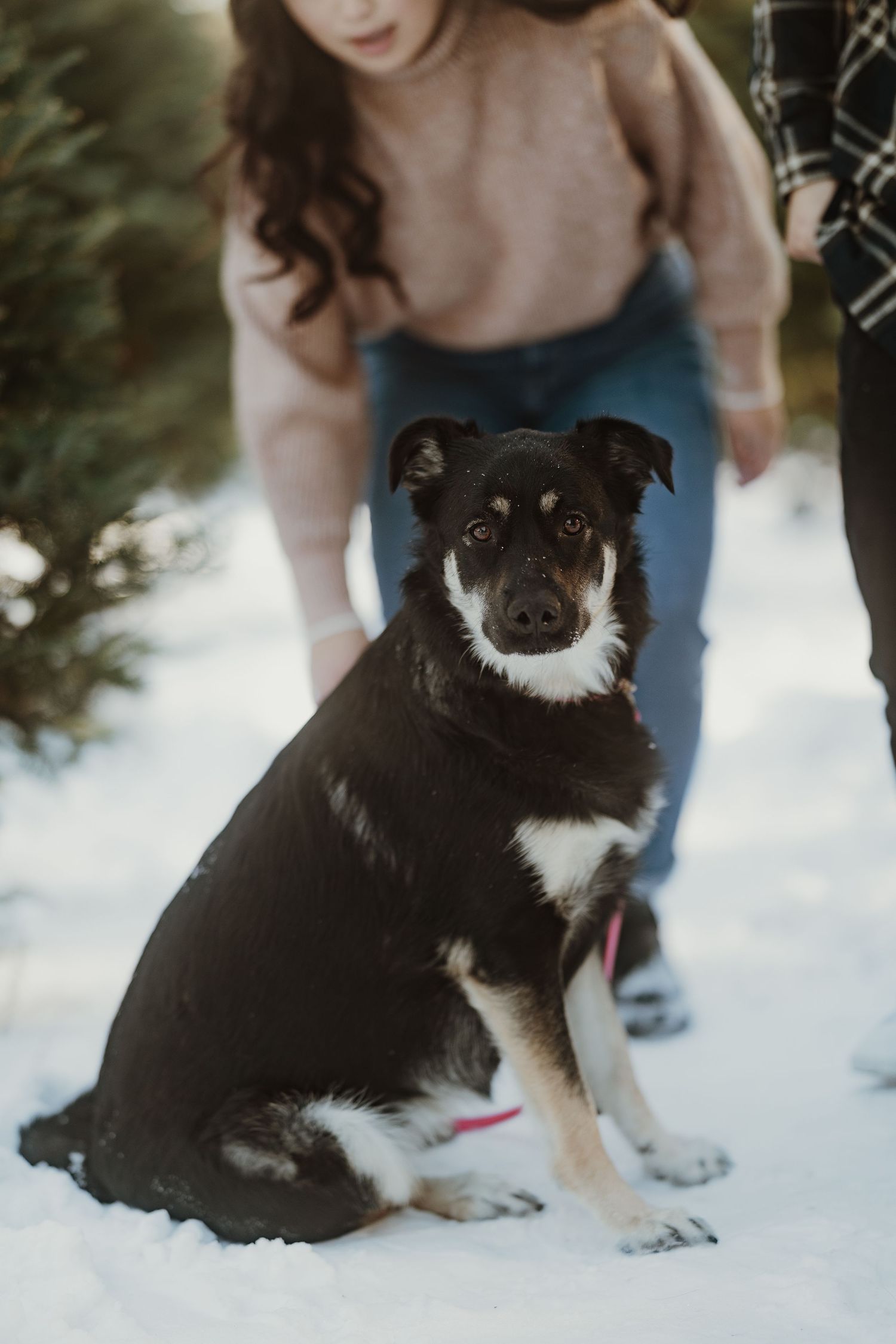 Black and white border collie mix sits attentively in snow while being photographed.