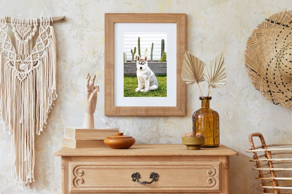 Adelaide Pet Photography