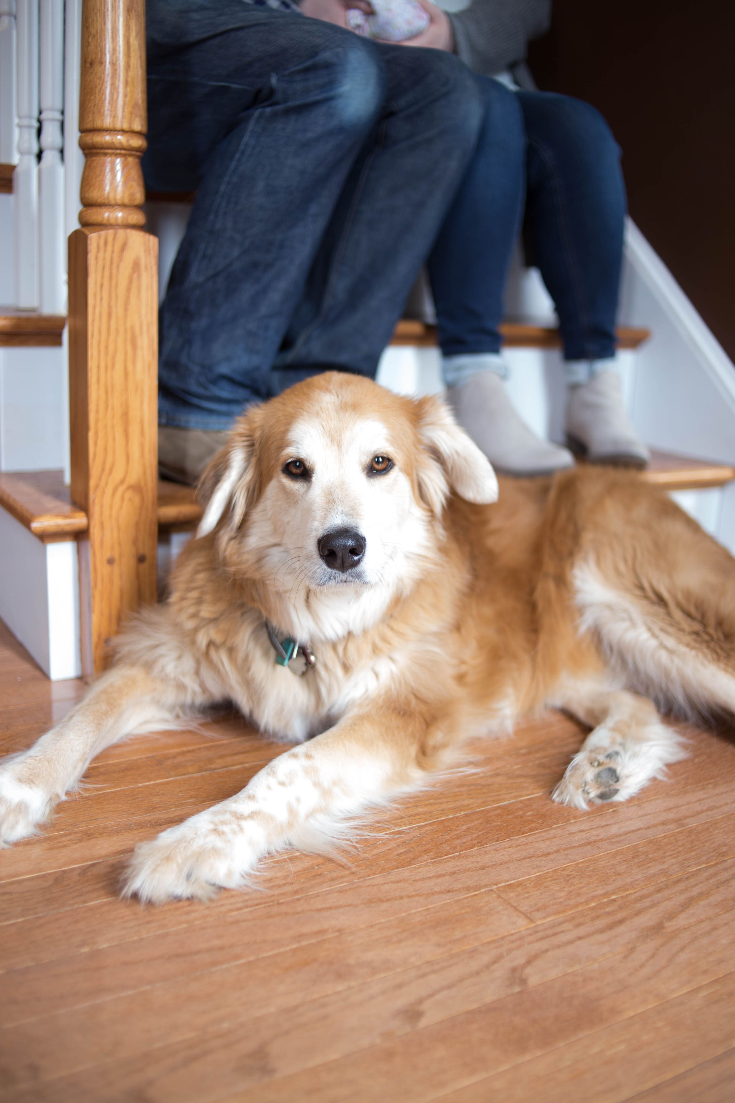 golden retriever by holden photographer